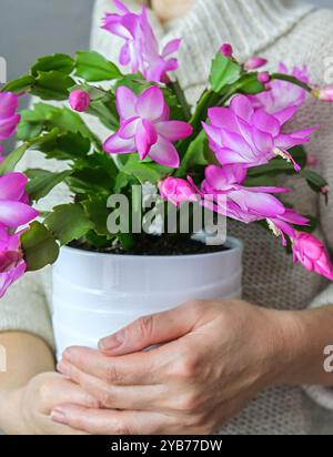 Women's hands holding a Christmas flower. Pink christmas Cactus Schlumbergera Truncata. Vertical crop. Close up. Stock Photo