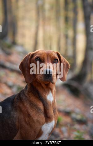 A close-up of a Nova Scotia Duck Tolling Retriever in a forest during autumn. The dog looks calm and serene, surrounded by the colorful fall leaves. Stock Photo