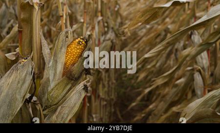 A dried up cornfield in October. Stock Photo