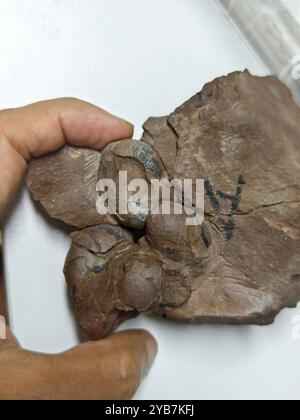 (241017) -- NANCHANG, Oct. 17, 2024 (Xinhua) -- This undated file photo shows a new type of dinosaur egg fossils discovered in the city of Ganzhou, east China's Jiangxi Province. TO GO WITH 'World's smallest dinosaur egg fossils discovered in China' (China University of Geosciences (Wuhan)/Handout via Xinhua) Stock Photo