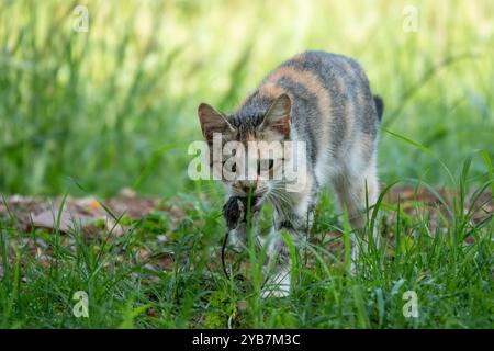Cat hunt mouse encounter closeup at a low level view Stock Photo