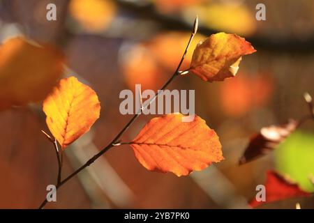 Colorful leaves on tree in autumn Stock Photo