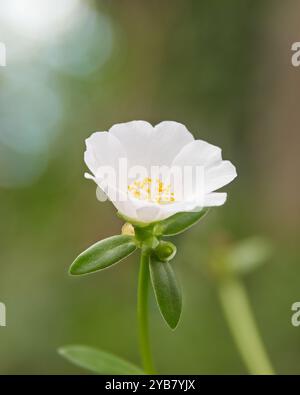 small beautiful white moss rose flower, delicate cup shaped blooming blossom in blurry garden background, soft focus in close-up Stock Photo
