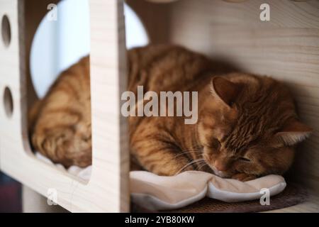 brown tabby cat pet sleep in cat house Stock Photo