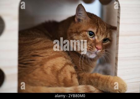 cute brown tabby cat pet in cat house Stock Photo