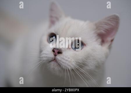 cute British Shorthair cat head close up. Silver shaded colorpoint Stock Photo