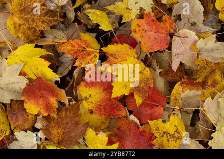 Fallen Maple leaves in autumn.  Surrey, UK Stock Photo
