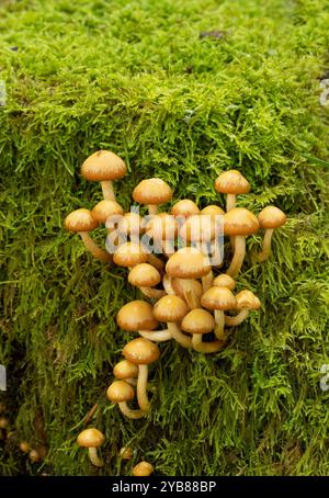 Sheathed Woodtuft: Kuehneromyces mutabilis. Mixed woodland. Surrey, UK. Stock Photo