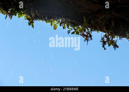 Water dripping from an overhang forming a small waterfall, at Weeping Rock in Zion National Park, Utah Stock Photo