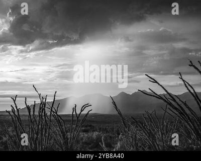 Saguaro National Park East Monsoon Rain and Santa Catalina Mountain Range Landscape in B&W Stock Photo