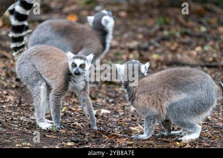 A group / troop of ring tailed lemurs looking around on the ground at Monkeyland Sanctuary in Plettenberg Bay, South Africa Stock Photo