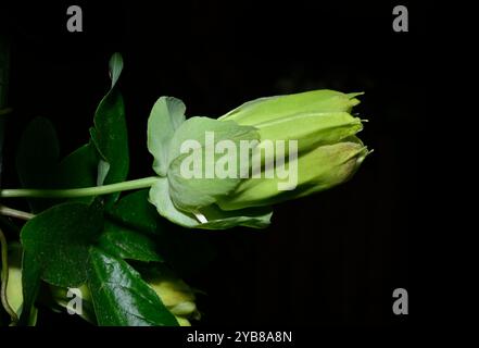 Blue passionflower, Passiflora caerulea. A single  developing bud with some leaves against a black background. Close-up and well focussed. Stock Photo