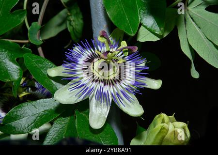 An angled view of a Blue passionflower, Passiflora caerulea, growing through a fence. Well focussed image of the flower and leaves. Black background. Stock Photo