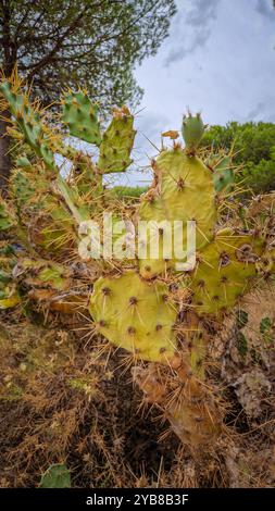 A detailed close-up of a prickly pear cactus with sharp spines and vibrant green pads. Ideal for nature-focused projects, plant guides, or deserts Stock Photo