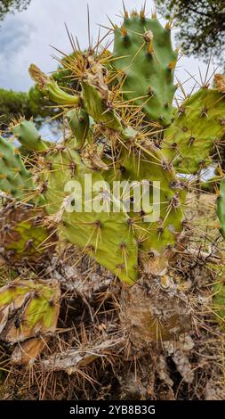 Detailed view of a prickly pear cactus showcasing its sharp spines and textured green pads. Perfect for desert, plant, or nature-themed projects Stock Photo