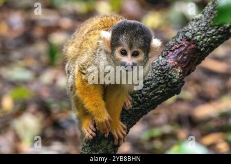 A squirrel monkey perched on a branch at Monkeyland Sanctuary in Plettenberg Bay, South Africa Stock Photo