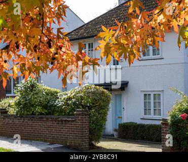 Red maple tree, also known as Acer Rubrum, in a blaze of colour in autumn. Photographed in Pinner, Middlesex, UK Stock Photo