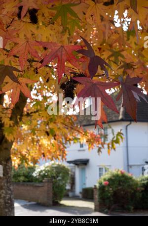Red maple tree, also known as Acer Rubrum, in a blaze of colour in autumn. Photographed in Pinner, Middlesex, UK Stock Photo