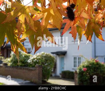 Red maple tree, also known as Acer Rubrum, in a blaze of colour in autumn. Photographed in Pinner, Middlesex, UK Stock Photo