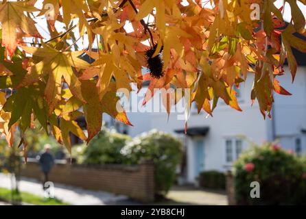 Red maple tree, also known as Acer Rubrum, in a blaze of colour in autumn. Photographed in Pinner, Middlesex, UK Stock Photo