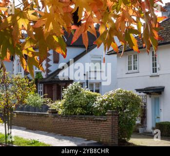Red maple tree, also known as Acer Rubrum, in a blaze of colour in autumn. Photographed in Pinner, Middlesex, UK Stock Photo