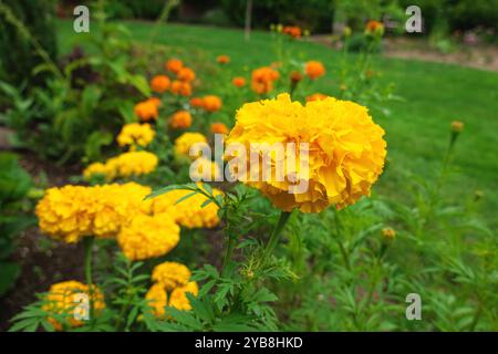 Double Yellow Crackerjack Marigold (Tagetes erecta) - a large African-type marigold. Stock Photo