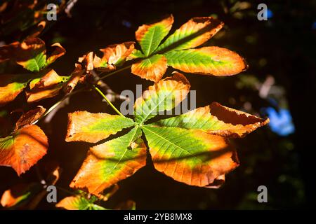 Tree leaf when autumn begins and begins to go yellow Stock Photo