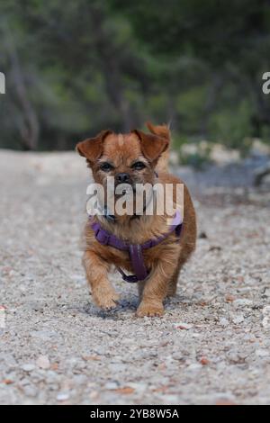 Lapdog walking on gravel road in nature, Spain Stock Photo