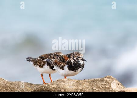 Reddish turnstone Arenaria interpres on the Agua Amarga beach in Alicante, Spain Stock Photo