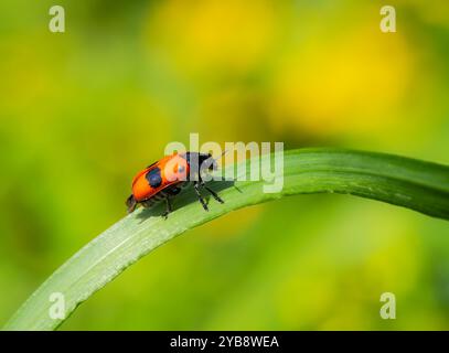 Macro of a ladybug crawling on a green leaf Stock Photo