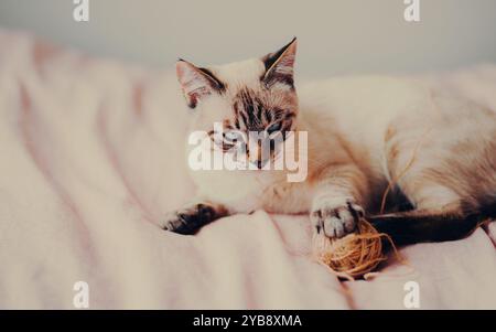 Cute tabby Thai kitten is curiously playing with a ball of wool, lying on a bed with a striped blanket. Pet games with household items. Stock Photo