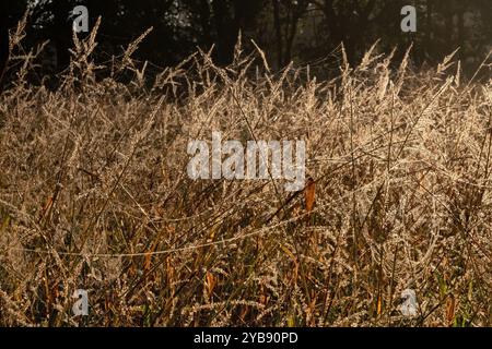 First sunlight shines on dewdrops on grass and spiderwebs Stock Photo