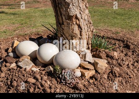 Three whole ostrich eggs on the ground at the Indalu Game Reserve in Mossel Bay, South Africa Stock Photo