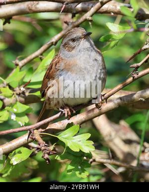 A Dunnock (Prunella modularis) in a hedgerow at Winchcombe Gloucestershire UK Stock Photo