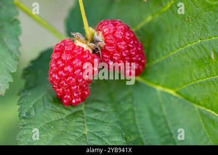 Close-up of two ripe red raspberries on one stem on a green leaf in the garden on a sunny day Stock Photo