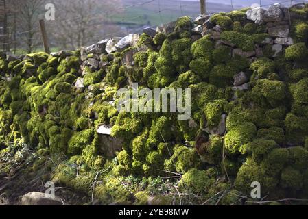 Drystone wall covered in lush green moss Stock Photo