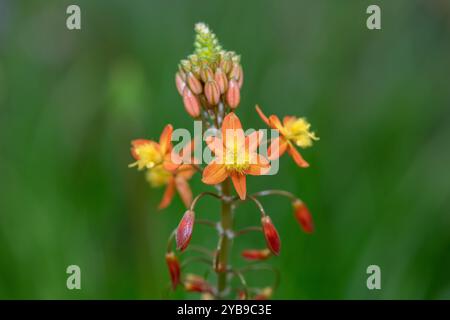 Close up of stalked bulbine (bulbine frutescens) flowers in bloom Stock Photo