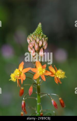 Close up of stalked bulbine (bulbine frutescens) flowers in bloom Stock Photo