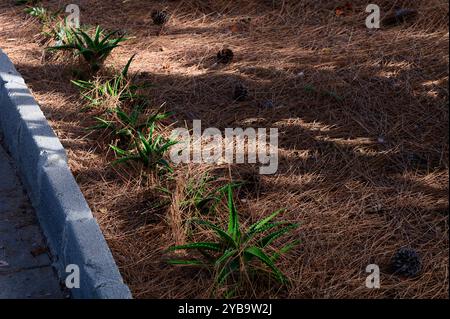 Aloe vera plants bask in the warm sunlight, growing vibrantly over a bed of pine needles, with pinecones scattered around, creating a serene natural s Stock Photo