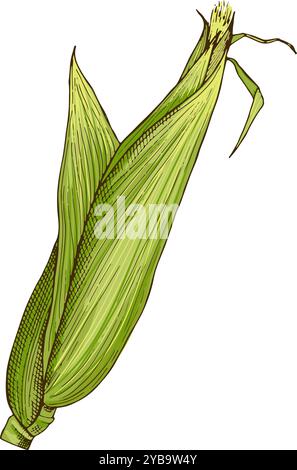 Raw corn cob in green leaves color sketch Stock Vector