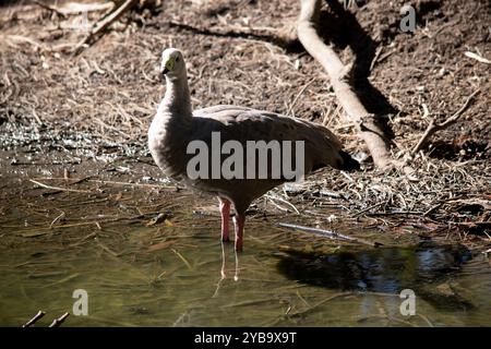 The Cape Barren Goose is a very large, pale grey goose with a relatively small head. Stock Photo