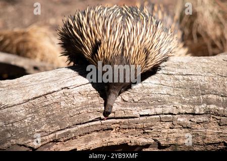 The short nosed echidna has strong-clawed feet and spines on the upper part of a brownish body. Stock Photo