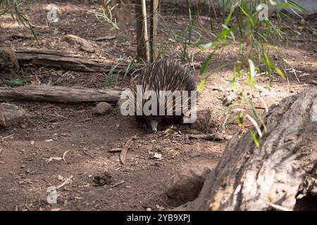 The short nosed echidna has strong-clawed feet and spines on the upper part of a brownish body. Stock Photo