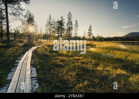 A wooden path meanders through vibrant green grass and tall trees by the lake as the sun sets in Sweden, illuminating the serene landscape. Stock Photo
