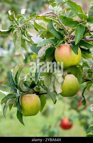 Large green apples hang heavy on the branch of this apple tree in Michigan USA Stock Photo