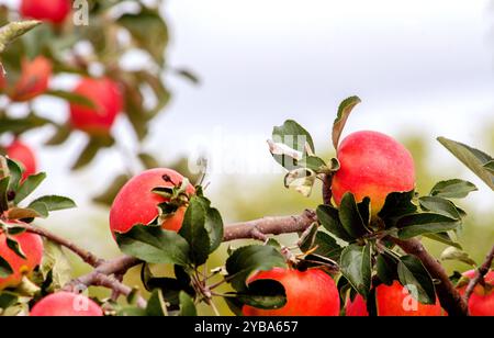 Beautiful red apples grow on a tree with copy space for text Stock Photo