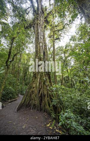 Strangler fig, dense vegetation in the rainforest, Monteverde cloud forest, Monte Verde, Puntarenas province, Costa Rica, Central America Stock Photo