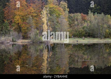 Autumn colours, autumn coloured trees are reflected in the water of the moor pond, Oberstdorf, Oberallgaeu, Allgaeu, Bavaria, Germany, Europe Stock Photo