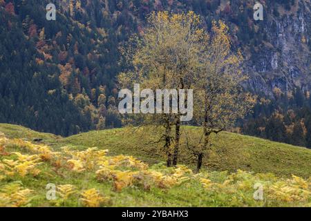 Tree in autumn colours, near Moorweiher, Oberstdorf, Oberallgaeu, Allgaeu, Bavaria, Germany, Europe Stock Photo