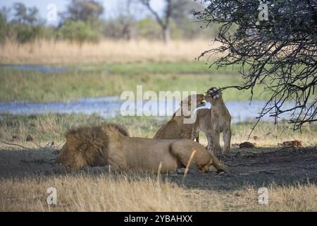 Lion (Panthera leo), animal family, adult male lying in dry grass, two cubs playing, Khwai, Okavango Delta, Moremi Game Reserve, Botswana, Africa Stock Photo